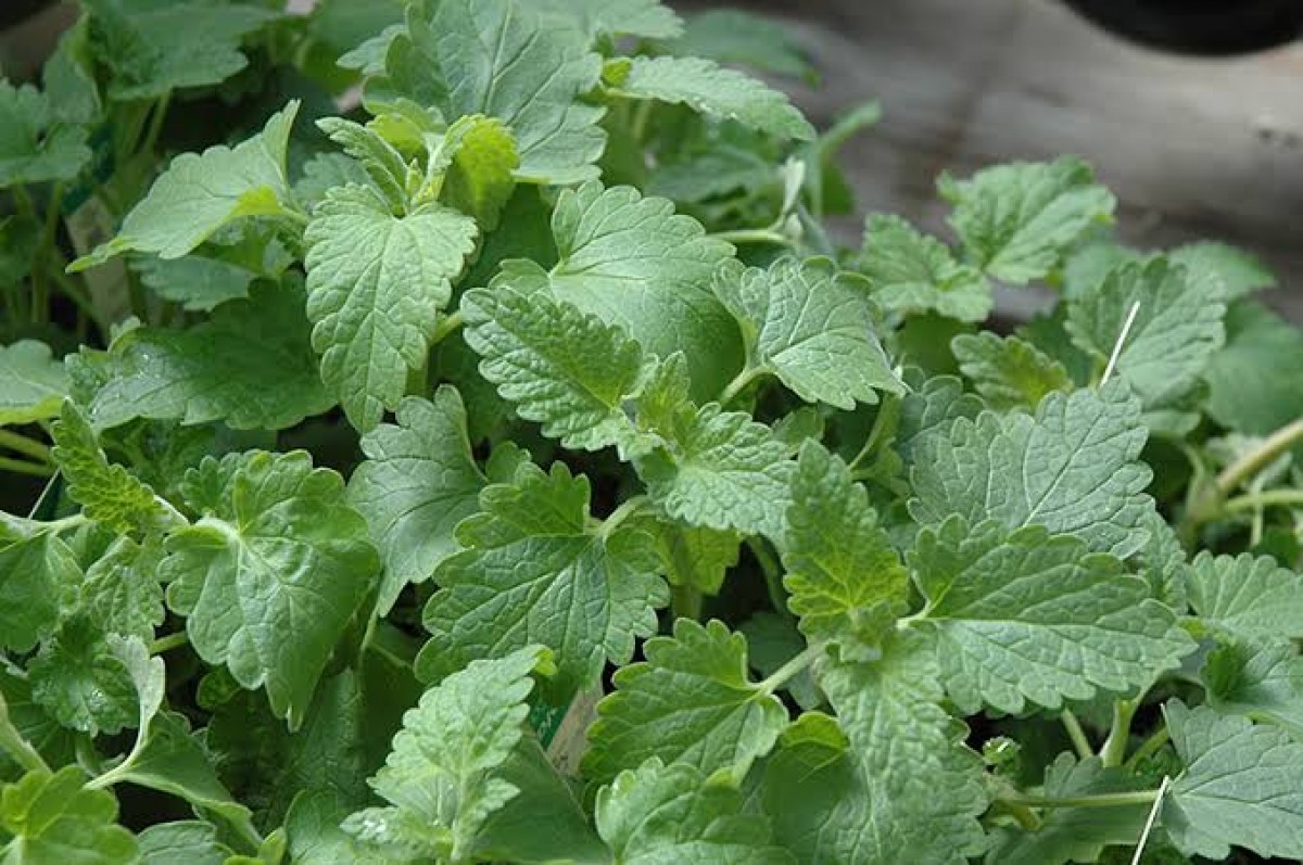 Catnip (Nepeta cataria) seedlings/plants from Kenya